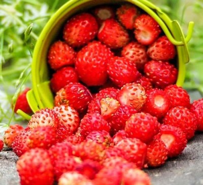 Strawberry Waldsteinchen 